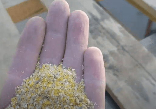 corn